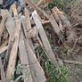 Free If Interested Timber To Collect Image 6
