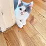 cat Image 3