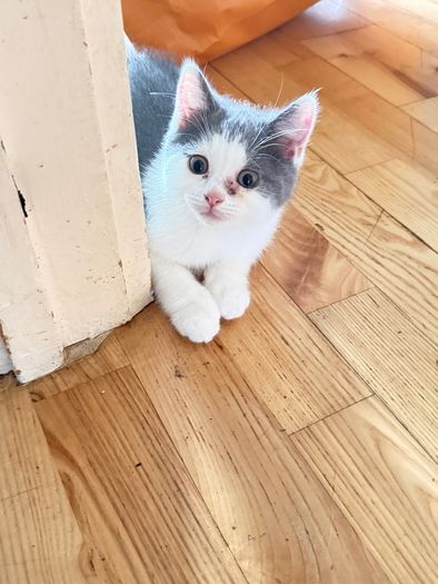 cat