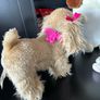 Dog Soft Toy Bundle Image 4