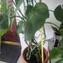 monstera Image 4