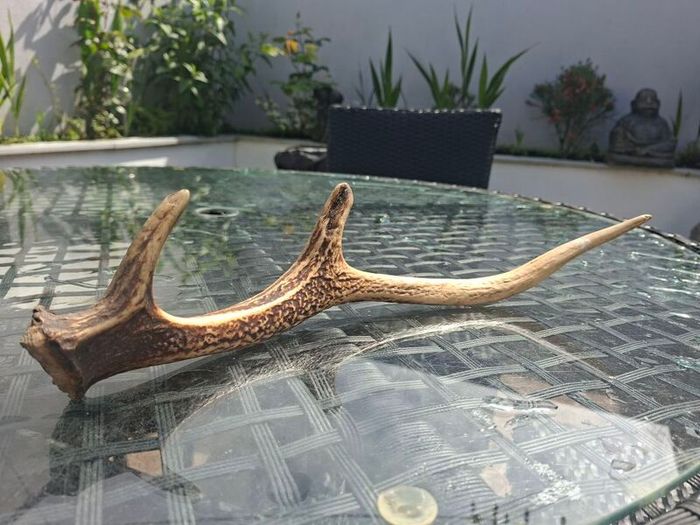Wild Irish Red Deer Antler