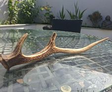 Wild Irish Red Deer Antler