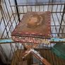 Vintage Wooden Cigar Box Image 4