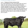 5 Choice Heifers and 6 Select Bulls Image 4
