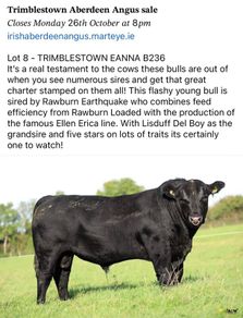 2 select Aberdeen Angus bulls & 2 choice heifers