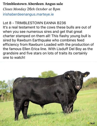 3 select Aberdeen Angus bulls & 2 choice heifers