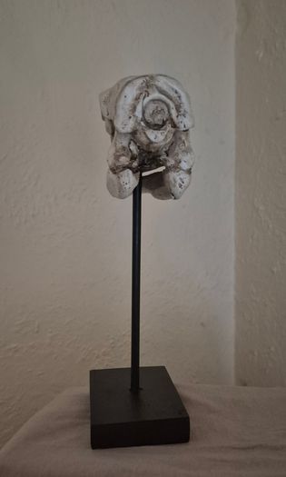 1/1 resin copy of a albatross skull. On display stand.