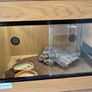 Reptile Tank/ starter kit Image 3