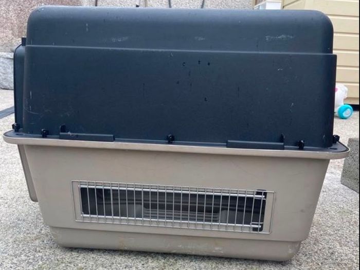 animal transporter box