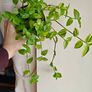 Tradescantia Flumensis Variegated large plant Image 2