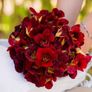 (N) Nasturtium Black Velvet seeds 2g (414864) Image 2