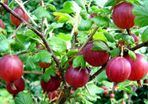 Red gooseberry 5-7,5l pot fruiting bushes available in September 2024