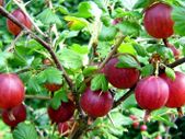 Red gooseberry 5-7,5l pot fruiting bushes available in September 2024