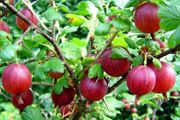 Red gooseberry 5-7,5l pot fruiting bushes available in September 2024