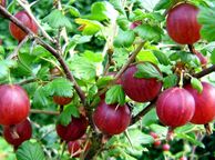 main image for ad Red gooseberry 5-7,5l pot fruiting bushes available in September 2024