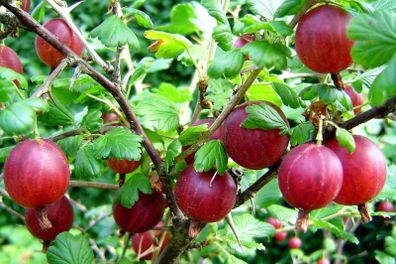 Red gooseberry 5-7,5l pot fruiting bushes available in September 2024