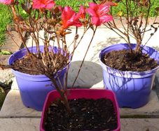 AZAELA plants