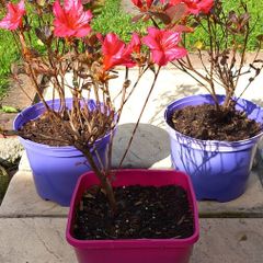 AZAELA plants