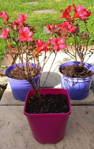 AZAELA plants