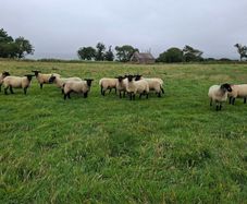Hoggets