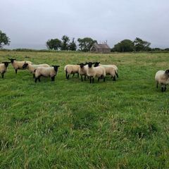 Hoggets