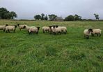 Hoggets