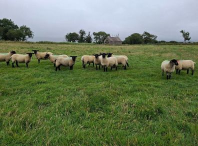 Hoggets