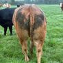 Heifers Image 3