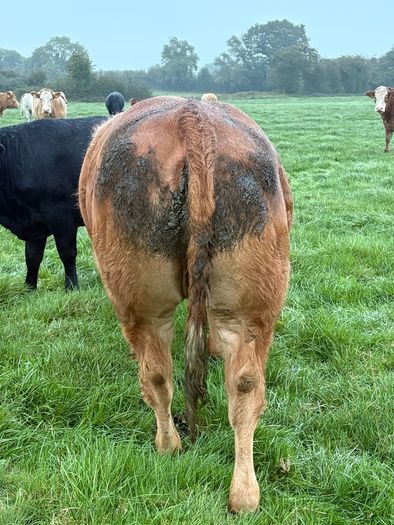 Heifers