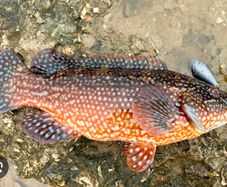 rock fish/wrasse