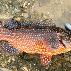 rock fish/wrasse