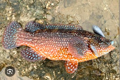rock fish/wrasse