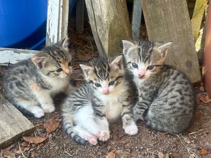 kittens