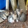 kittens Image 8