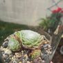 indoor plant with glass  pot Image 3