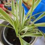 spider plant Image 2