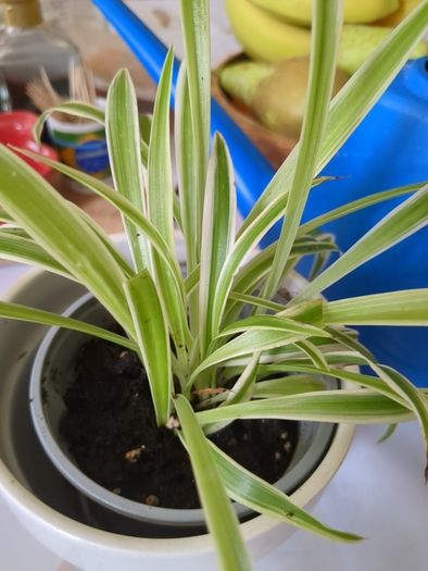 spider plant