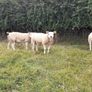 Ewes (4) , Ewe Lambs (6) Ram Lambs (6) PBR Texel . Image 2