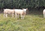 Ewes, Ewe Lambs, and Ram Lambs Texel sheep (PBR).