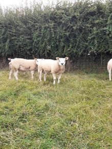 Ewes, Ewe Lambs, and Ram Lambs Texel sheep (PBR).