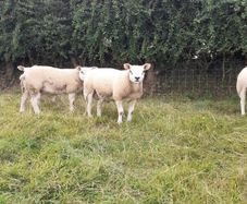 Ewes, Ewe Lambs, and Ram Lambs Texel sheep (PBR).