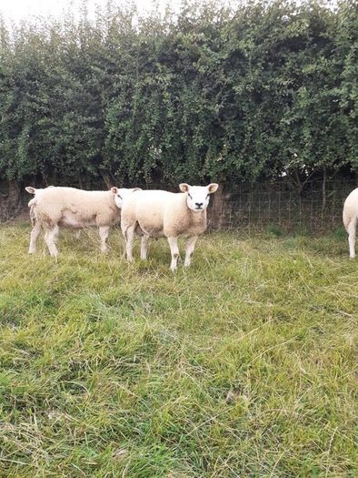 All types of Texel sheep (PBR).