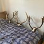 Deer Image 10