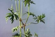 Geranium Mrs Kendal Clark