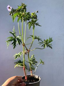 Geranium Mrs Kendal Clark