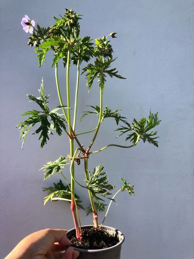 Geranium Mrs Kendal Clark