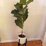 Stylish House Plants and planters Image 3