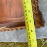 Antique Walnut Ladies Writing Desk - Inlaid, secret drawers Image 5
