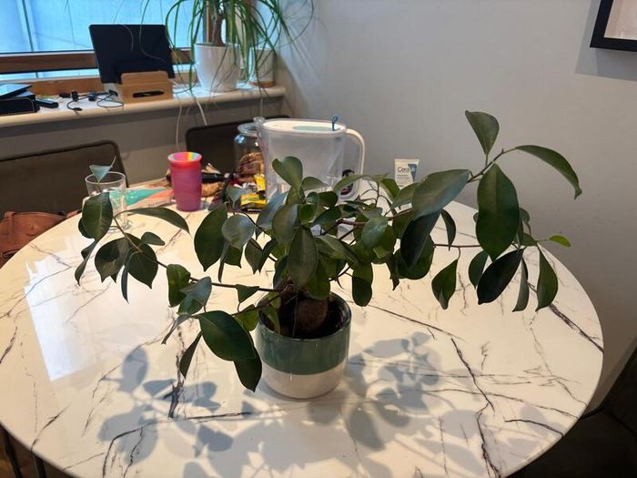 Ginseng Ficus Bonsai Ficus microcarpa